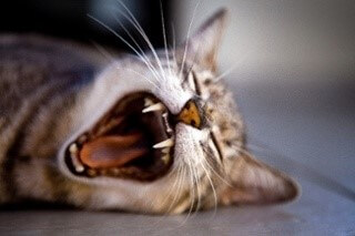 catnap.jpg