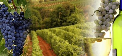 Hudson Valley Wine Tours!